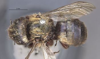 Media type: image;   Entomology 540 Aspect: habitus dorsal view